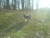 Powder Puff/ Papillion Deckrüde sucht Mädchen/ Hündin