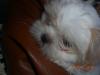 shih-tzu rüde zur verkaufen