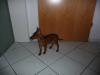 Rehpinscher,  Zergpinscher,  12 Wo. alt,  Rüde