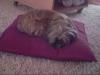 shi tzu mädchen