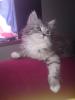 bildhübsches orginal Maine Coon Kätzchen