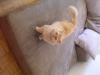Zwei Selkirk-Rex-Kater suchen neues,  liebevolles Zuhause