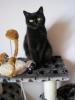 suche BKH Dekkater