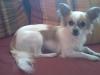 i Laika sucht ein neues Zuhause