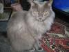 MORITZ /  Main Coon (smokeTabby) (Norweger Waldkatze)