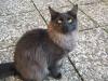 CHARLY /  Main Coon (blauer Tabby) (Norweger Waldkatze)