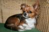 Wunderschöne CHIHUAHUAHÜNDIN mit Papieren NUR an LIEBHABER