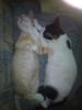 2 Süsse Katzenbaby abzugeben
