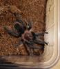 Brachypelma albopilosum,  Jungtier