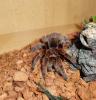 Grammostola rosea , rote Form