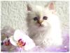 Birmkitten mit Puppengesicht und dunkelblauen Augen