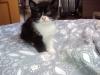 5 Perser/ Waldkatzen Mix kitten 8 Wochen alt