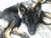 Schöner Altdeutscher Schäferhund,  7 Monate sucht Sie
