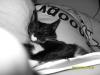 shiva katzen dame vermisst