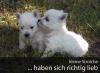 Westi Welpen suchen ein neues Zuhause