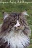 Typvolle Maine Coon Kitten aus Champion Verpaarung