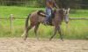 Biete eine Reitbeteiligung auf 6jährigem westerngerittenem Quarter Horse in Diet