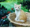 Fideler Kater Rosso sucht neues Revier!