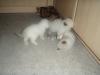 Ragdoll/ Birma Katzenbabys