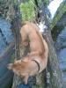 Rhodesian Ridgeback, 12 Monate zu verkaufen in Greifswald