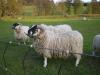Scottish Blackface-Bock,  1, 5-jährig,  zu verkaufen