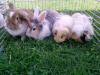 Hasen und Meerschweinchen !!!