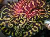 Teppichpythons schwarz/ gelb