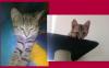 Zwei süße, einjährige Katzen zu verschenken!!!!!!