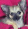Chihuahua,  reinrassig m.P
