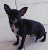 Chihuahua,  Kurzhaar,  weiblich