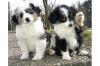 schöne Australian Shepherd  Welpen