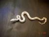 NZ 2009 Red Tail Albino Boa zum Verkauf.
