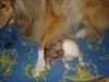 hallo unsere Collie hündin hat ein süßes baby ...
