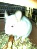 Chinchilla Böckchen abzugeben ca. halbes Jahr alt /  nur in liebevolle Hände abzu