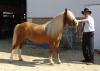 6Jahre alt Haflinger stute,  hengst und Wallach pferde zu verkaufen.