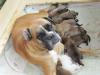 Boxerwelpen mit Papiere