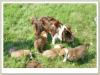 Border Collie Welpen