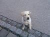 Labrador Welpe Micky geboren im April 2010 sucht nettes und liebevolles zuhause