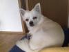 Deckrüde Chihuahua 2 Jahre sucht Hundedame