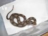 Boa constrictor imperator Nachzuchten 2010