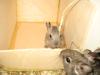 Blaue Degu Jungtiere