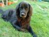 Lieber Golden Retriever/  Berner Sennenmix abzugeben