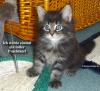 Reinrassige,  typvolle Maine Coon Babys