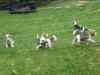 Beagle-Welpen 8 Wochen alt vom Züchter