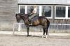 Wallach,  5 Jahre,  professioneller Vollberitt