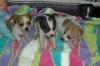 Wir haben 3 Hündinnen: 2 weiße und braune,  1 weißer und schwarzer Chihuahua Welp