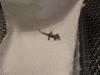 3 süsse,  futterfeste jungferngecko kids abzugeben