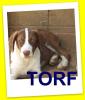 Torf,  ein Traum von einem Welpen