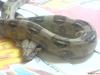 Verkaufe 1, 2 Boa constrictor DNZ 2009