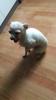 Chihuahua Hündin